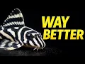 10 Plecos That Stay Small Stop Buying Commons