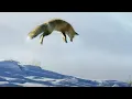 Download Lagu Fox Dives Head First in to Snow | Planet Earth II | BBC Earth