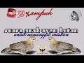 Download Lagu Mp3 Suara anak ayam hutan ~ untuk memanggil indukan / babon
