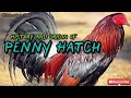 The Origin and History of Penny Hatch Gamefowl