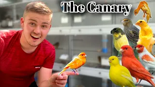 the domestic canary keeping u0026 breeding species profile 