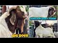 Download Lagu BIG BOER of ZAMZAM Goat Farm🤩Breeder of JODHPUR