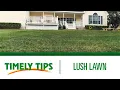 Timely Tips How To Get a Lush Lawn Menards