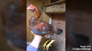 غية الفراخ الهندي كلها إوعي ينضحك عليك في الأسعار 