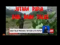 Download Lagu menanam talas untunya puluhan juta rupia