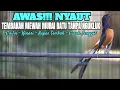 Download Lagu SEKALI DENGAR MURAI BATU APAPUN LANGSUNG GACOR DENGAN TEMBAKAN MURAI BATU JUARA INI