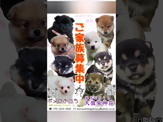 動画