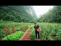 Download Lagu CEO works hard every day to grow more vegetables, harvest, and earn income from the garden