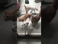 Lagu Buka pintunya! ini waktunya berpesta!! #partycat #pulilupudailylife #catshorts #catvideos #kucing