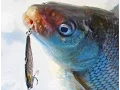 Whitefish Tips and Techniques