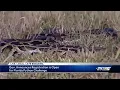 Burmese python hunt in Florida Everglades slated for August