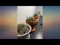 Pack of 6 Terracotta Pots with Saucers Clay Pots with Tray 5 Inch review