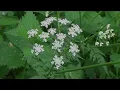 Download Lagu Ommetje Maaslandse bos op een mooie zomerse dag  Maasland