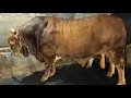 Download Lagu Hunting for a 1 Ton Jumbo Qurban Cow🔥