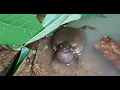 suara kodok di musim hujan FULL 1 JAM atau  di sebut kodok blentung suara enak untuk pengantar tidur