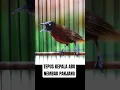 Download Lagu TEPUS KEPALA ABU NEMBAK PANJANG #baladakicau #kicaumania #tepus #tepuskepalaabu