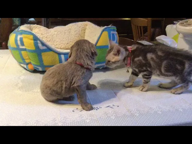 動画