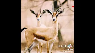 غناء الحاردلو في الصيد إلقاء هيثم ود نجاع 