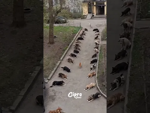 ESTOS PERROS PASAN LA PRUEBA MÁS DURA DEL MUNDO #humor