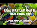 Download Lagu Suara Pikat Burung Kecil Paling Ampuh kolibri ribut kombinasi burung kejepit