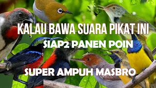 Download Suara Pikat Burung Kecil Paling Ampuh kolibri ribut kombinasi burung kejepit MP3