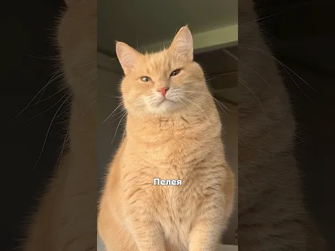 Сын Пельменя )