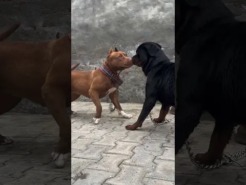 Top 2 India Me Sabse Jada Palle Jane Wale Dog Breed ๐ฑ #shorts #dog #dogs