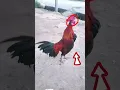 Download Lagu Kokok suara ayam pikat ayam hutan seri F full mental baja gacor #ayam #ayamhutan #chicken #trending
