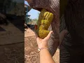 Download Lagu 4 gu gu hagu hagu #viralvideo#trending🤣