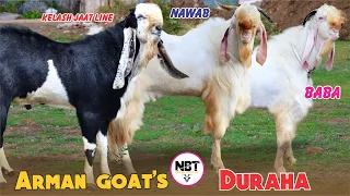 Kelash Jaat Ki Kota Line & Baba Nawab Ki Jodi At Arman Goat’s 