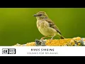 Download Lagu Beautiful Bird Songs in Nature | Soothing Sounds for Stress Relief \u0026 Mind Balance