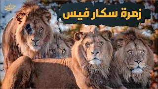 تحالف الفرسان الأربعة الأسد سكارفيس الذي تم دفنه إكراما لقوته المرعبة 