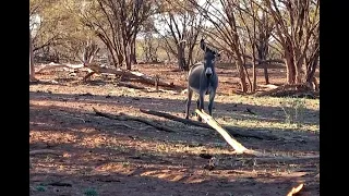 Download WILD FERAL DONKEY MANAGEMENT 3 - DO NOT WATCH Contains Culling Scenes #hunting MP3