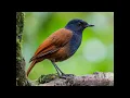 Download Lagu  Robins, Chats, Wheatears