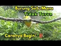 Download Lagu 3 Cara Memikat Burung Sirtu/Cipoh susah turun