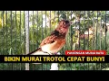 Download Lagu Suara murai batu trotol belajar bunyi ngeplong ‼️ Masteran TERAPI MB paud trotolan agar cepat GACOR