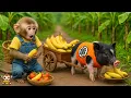 Download Lagu Very touching moment baby monkey YiYi takes baby pig to harvest bananas