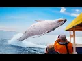 Download Lagu Craziest Animal Encounters of All Time