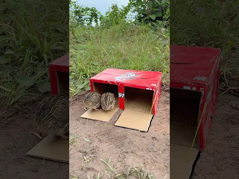 Awesome Unique Quick Quail Trap Using Cardboard Box #shorts