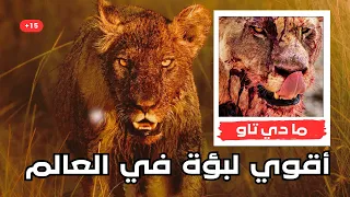 هزمت التماسيح و الاسود والشيطانة القصة الكاملة لأم الاسود وأقوي لبؤة في العالم ما دي تاو 