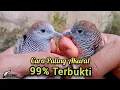 Download Lagu CARA MEMBEDAKAN PERKUTUT JANTAN DAN BETINA DENGAN MUDAH || SANGAT AKURAT MENGETAHUI KELAMIN PERKUTUT