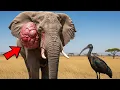 Download Lagu A Bird Saved an Elephant’s Life, But What Happened Days Later Shocked Everyone