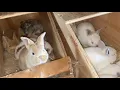 Rex VS Californinan Rabbits Growth Rate - 3 weeks old