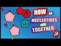 How Do Nucleotides Join Together A Level Biology Phosphodiester Bonds Condensation reactions