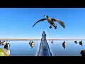 DECOYING Geese In CALM Conditions Limited Out Solo Kayak Goose Hunt