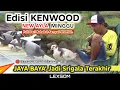 Lagu 🔴 JAYABAYA' Jadi Srigala Terakhir 😱 ‼️ Full Aksi Player2 TOP Tim KENWOOD New Ayla Pesaren MINGGU