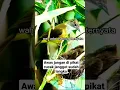 Download Lagu Sarang burung cucak jenggot di alam liar #shorts #burung
