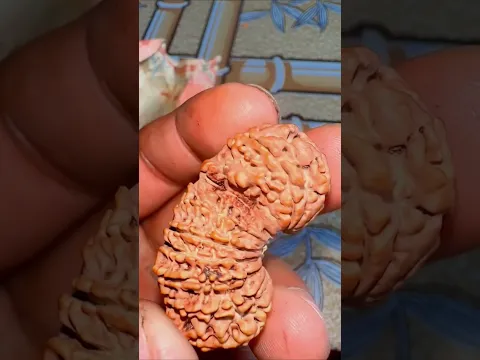 Miracle of Sacred Rudraksha #shortsvideo #ytshortsindia