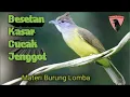 Download Lagu Cucak Jenggot||Besetan Super Kasar