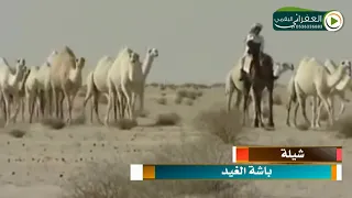 شيلة يابوعوض راح قلبي مع حسين الدلال كلمات عبدالمجيد فيحان المقاطي أداء فارس بن نايف عبدالمجيد فيحان 